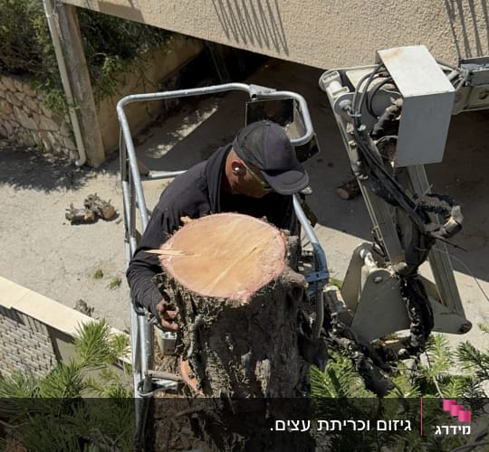 כריתת עץ בגובה באמצעות מנוף סל ליד בית מגורים